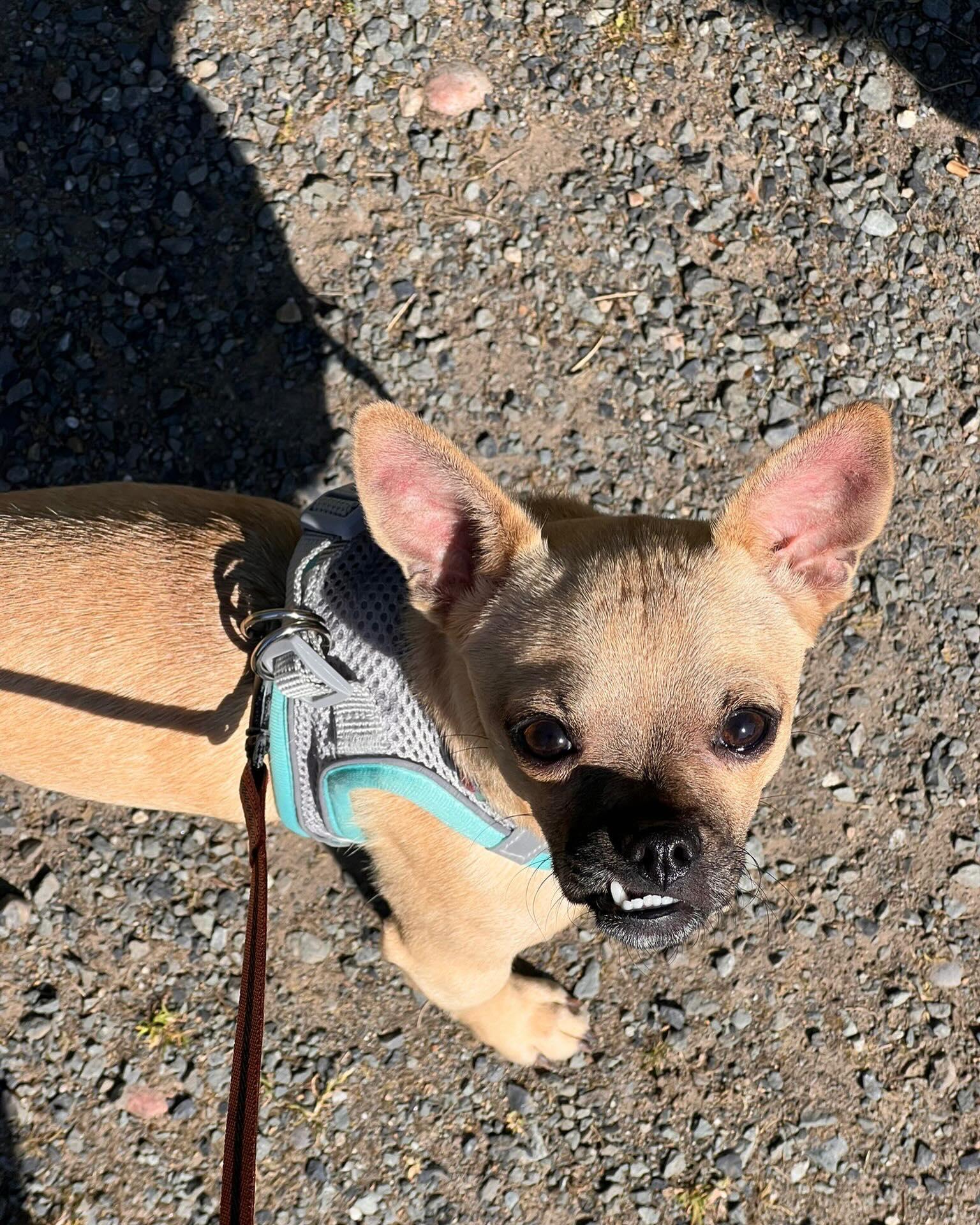 BAGEL, an adopted mixed breed in Coquitlam, BC image 2/5