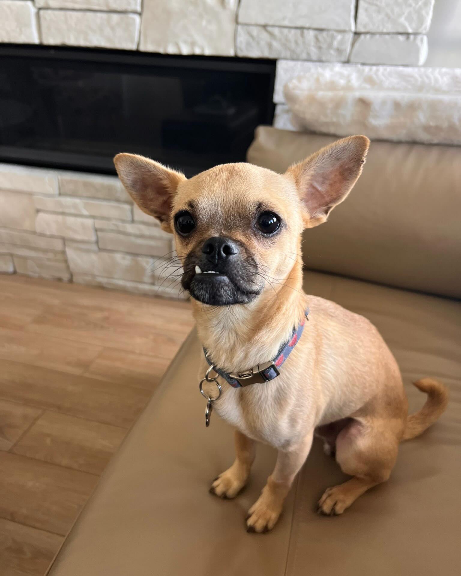 BAGEL, an adopted mixed breed in Coquitlam, BC image 5/5