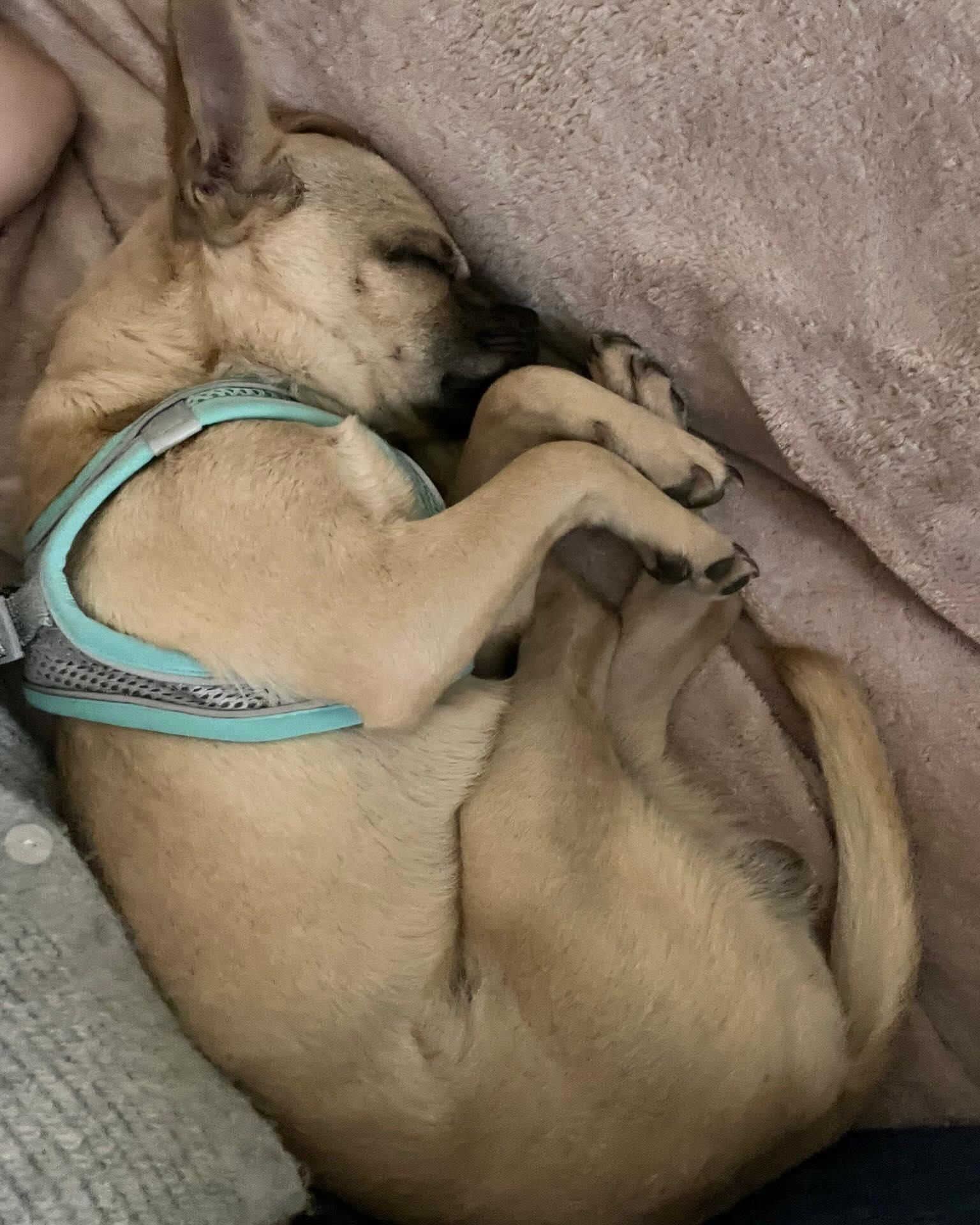 BAGEL, an adopted mixed breed in Coquitlam, BC image 3/5