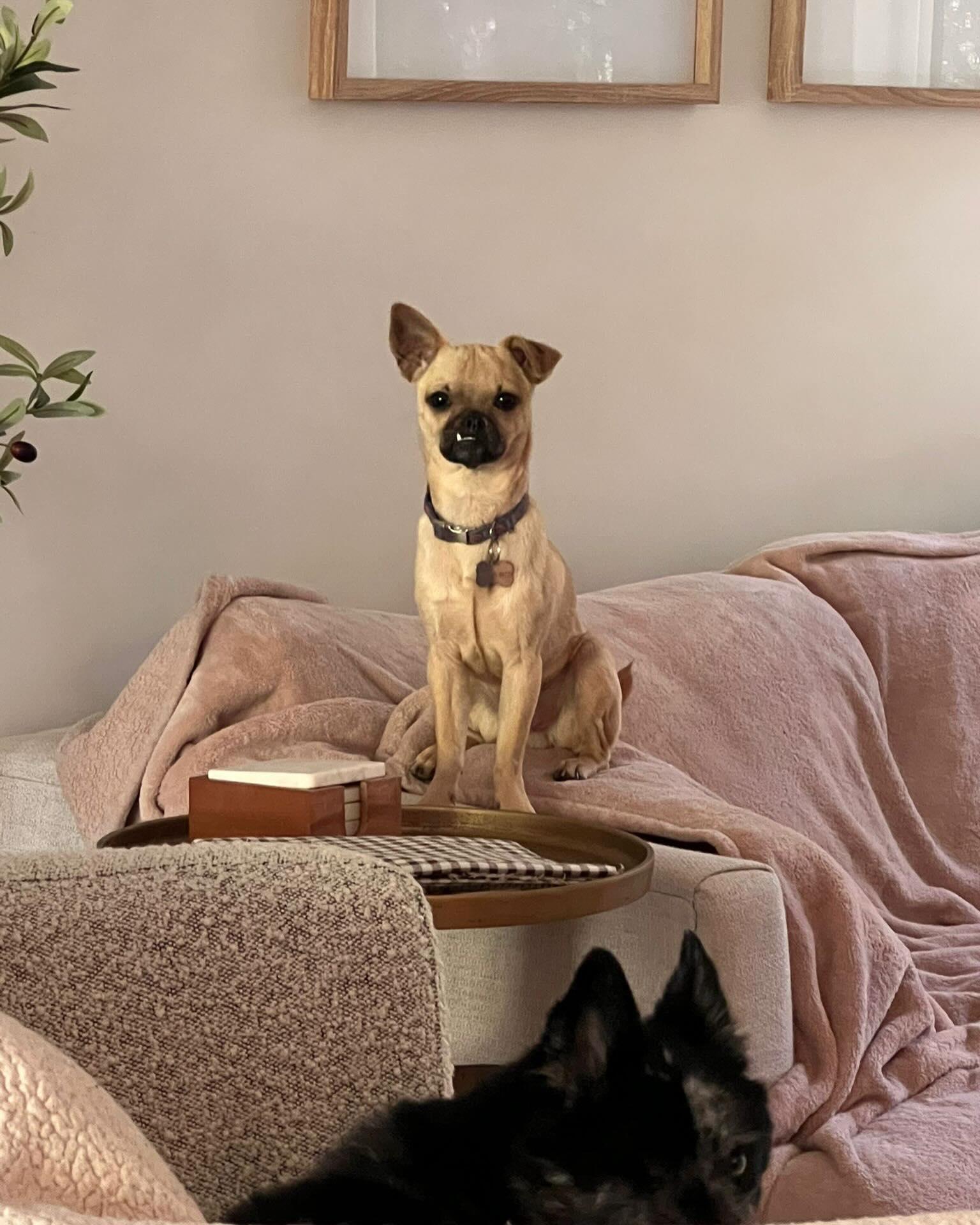 BAGEL, an adopted mixed breed in Coquitlam, BC image 4/5