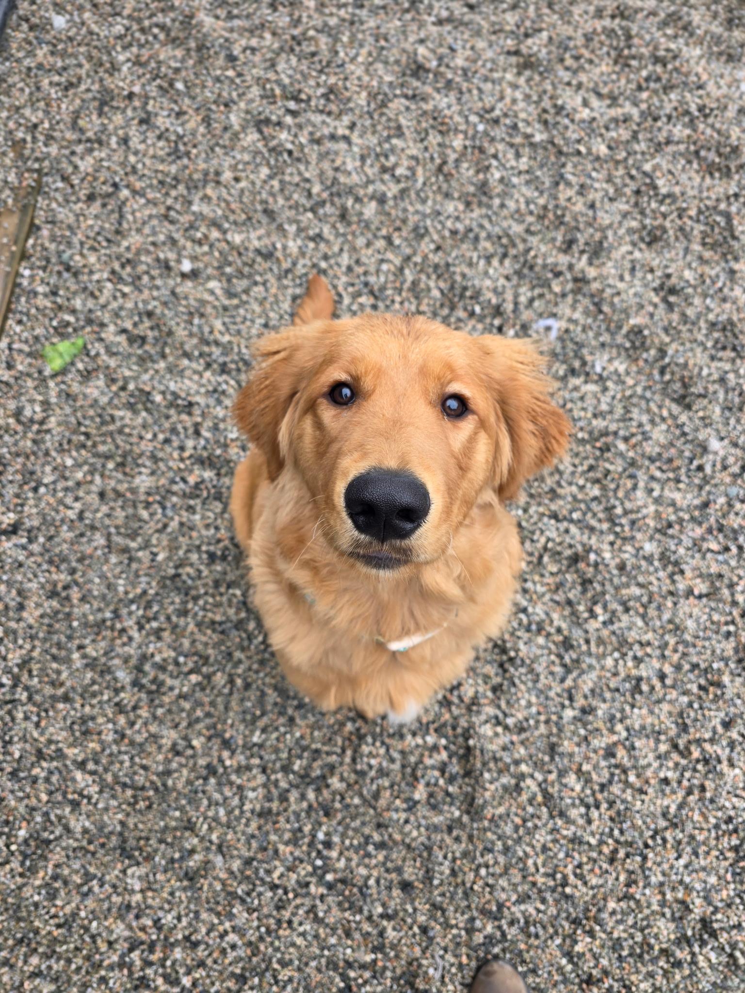 Lucky , adopted, Puppy Male Golden Retriever.