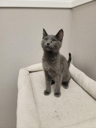 7 Up, Adoptable, Kitten Male Domestic Short Hair & Domestic Short Hair.