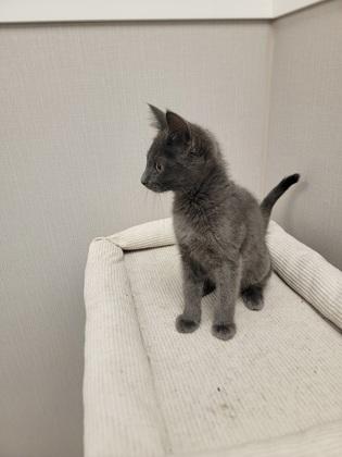 Enlarge 7 Up, a Adoptable mixed breed in Fergus Falls, MN image 2/2