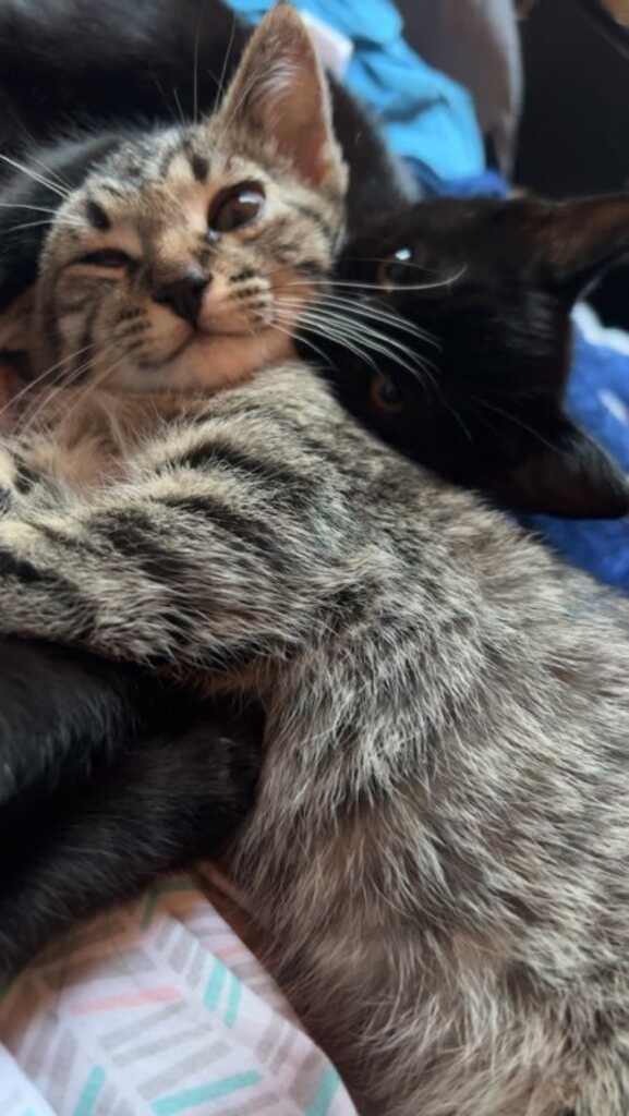 Noah, a Adopted Tabby in Sacramento, CA image 1/6