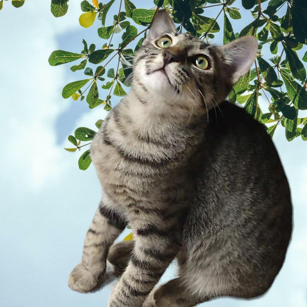 Noah, a Adopted Tabby in Sacramento, CA image 2/6