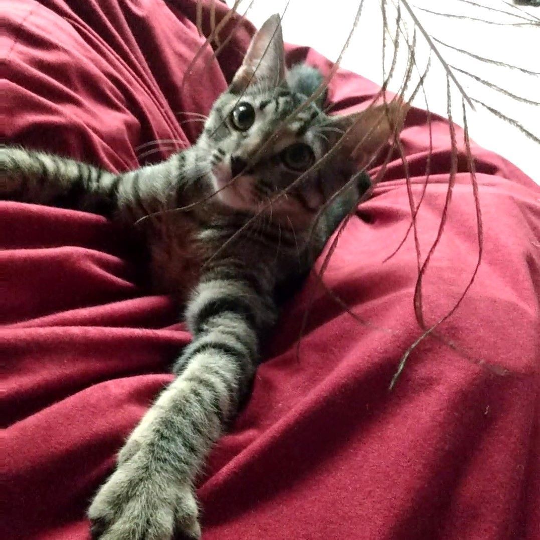 Noah, a Adopted Tabby in Sacramento, CA image 3/6