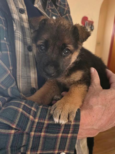 Hope, ADOPTABLE, Puppy Female Shepherd.