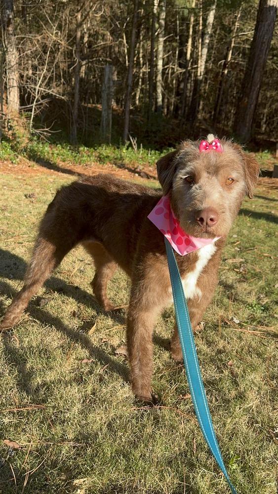 Enlarge Bellini, a Adoptable mixed breed in Wayne, NJ image 1/1