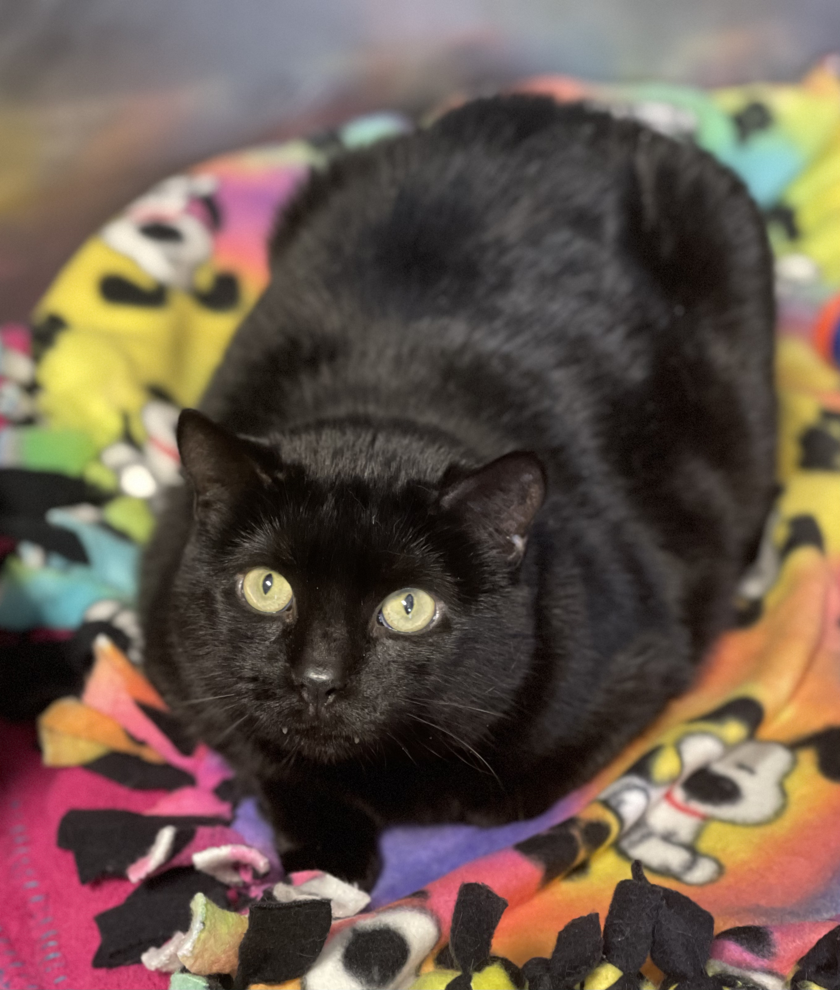 Bella, Adoptable, Adult Female Domestic Short Hair.