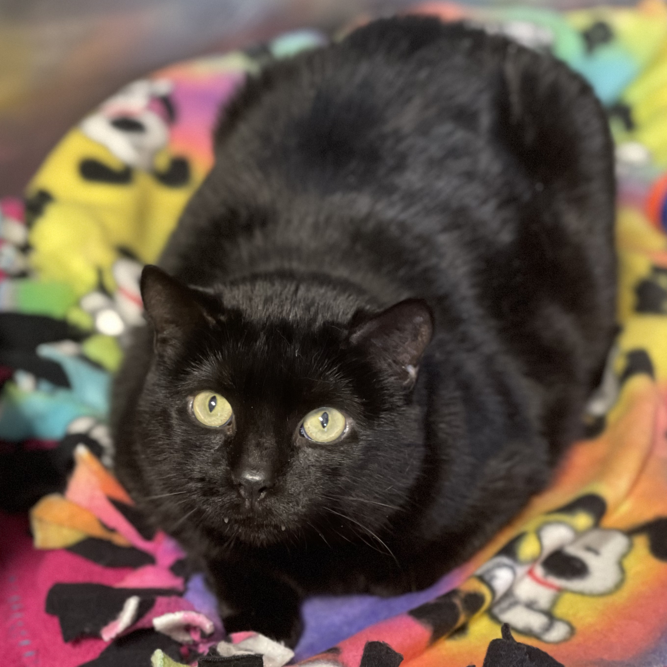 Enlarge Bella, a Adoptable Domestic Short Hair in Greensburg, PA image 4/5
