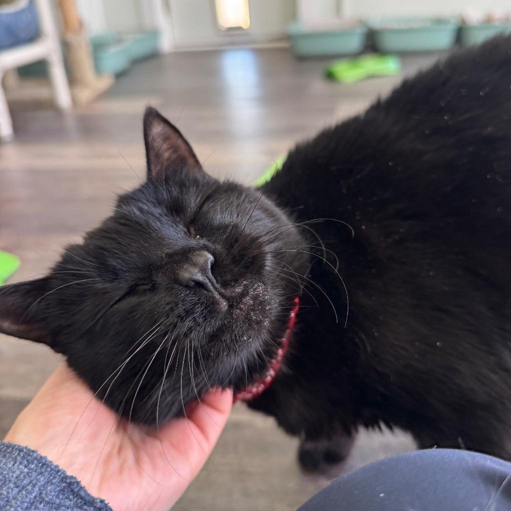 Enlarge Bella, a Adoptable Domestic Short Hair in Greensburg, PA image 5/5