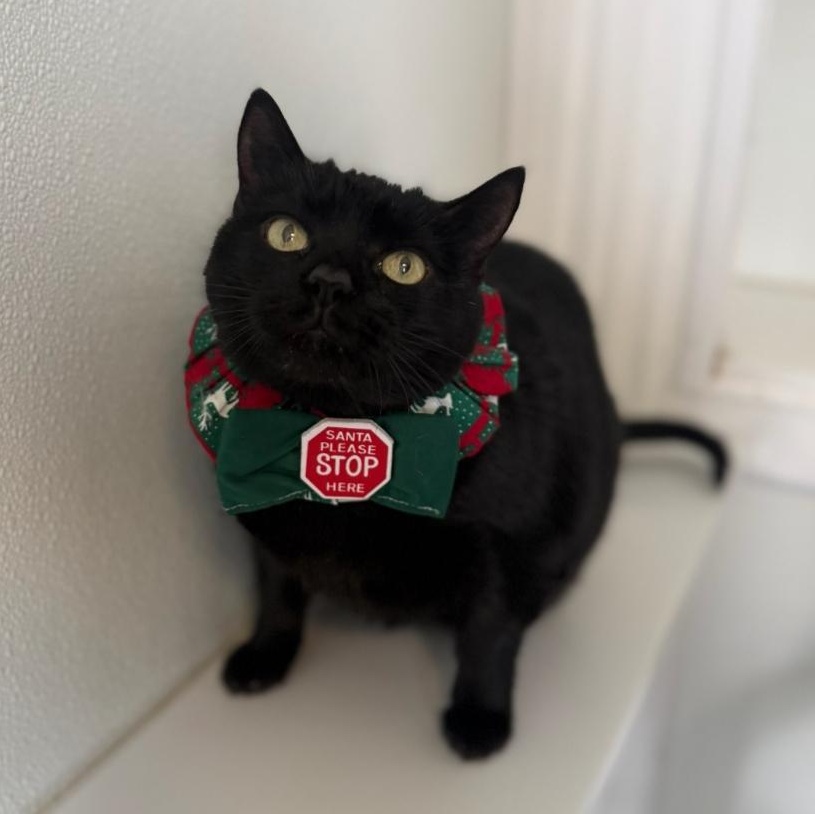 Bella, Adoptable, Adult Female Domestic Short Hair.