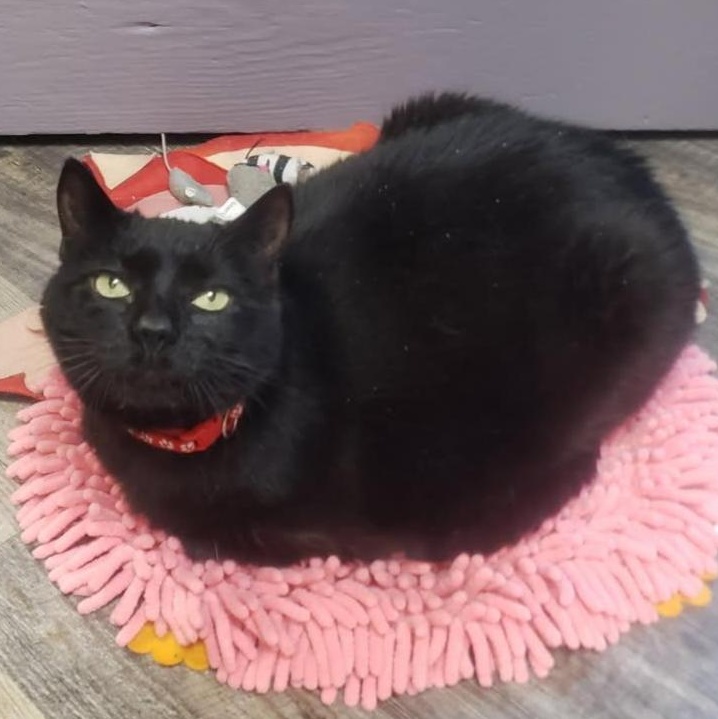 Enlarge Bella, a Adoptable Domestic Short Hair in Greensburg, PA image 3/5