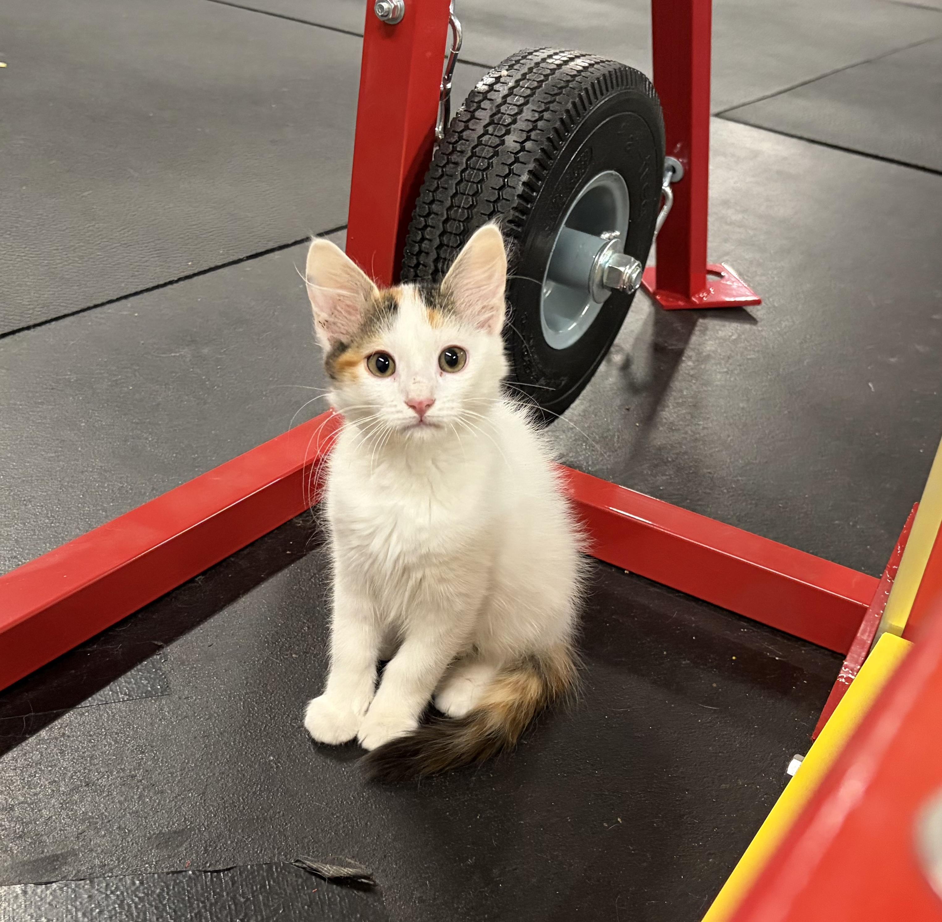 Reese, a ADOPTABLE Calico in Melbourne, AR image 5/5