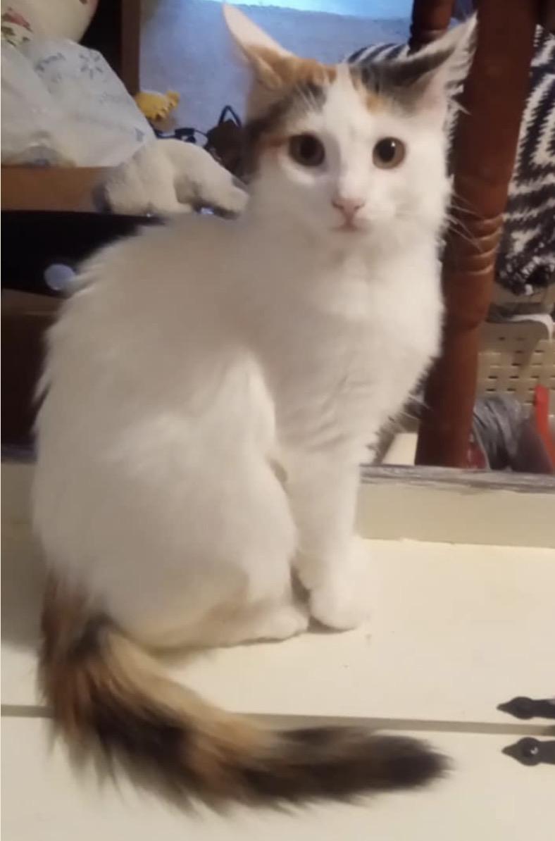 Reese, a ADOPTABLE Calico in Melbourne, AR image 4/5