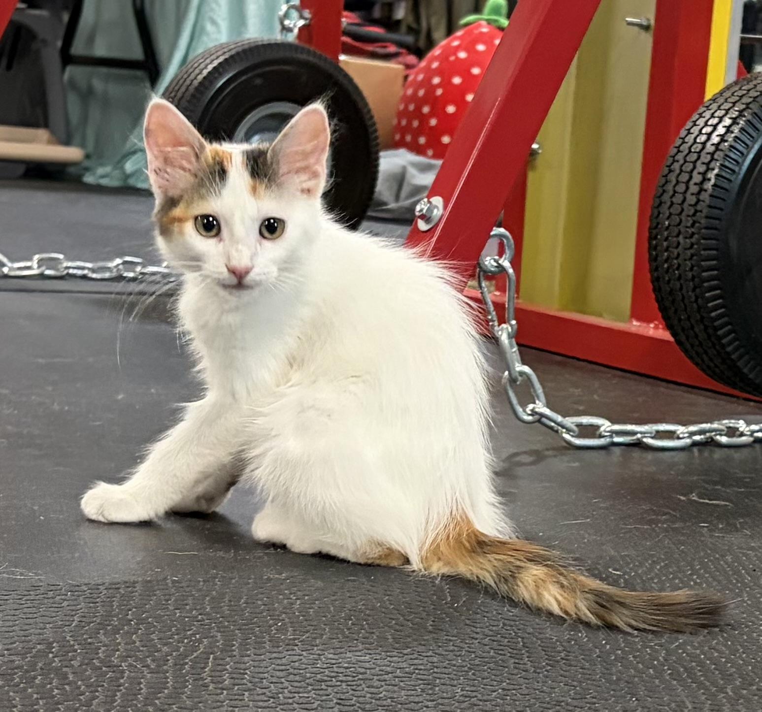 Reese, a ADOPTABLE Calico in Melbourne, AR image 1/5