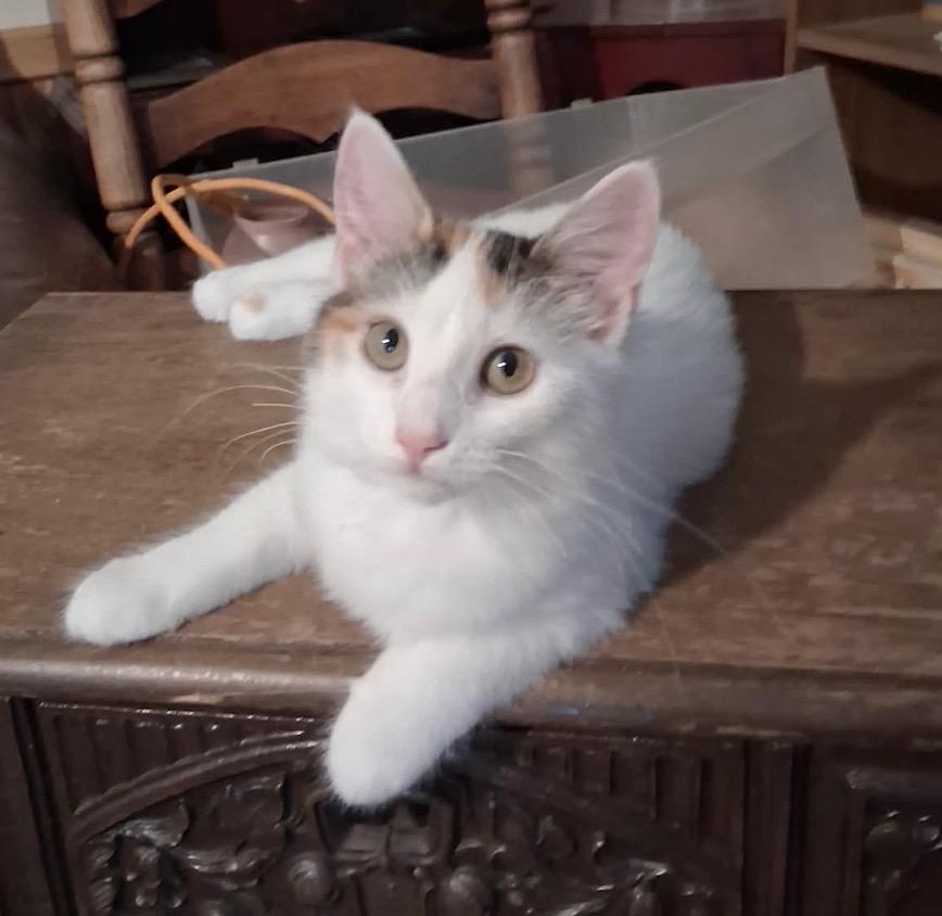 Reese, a ADOPTABLE Calico in Melbourne, AR image 3/5