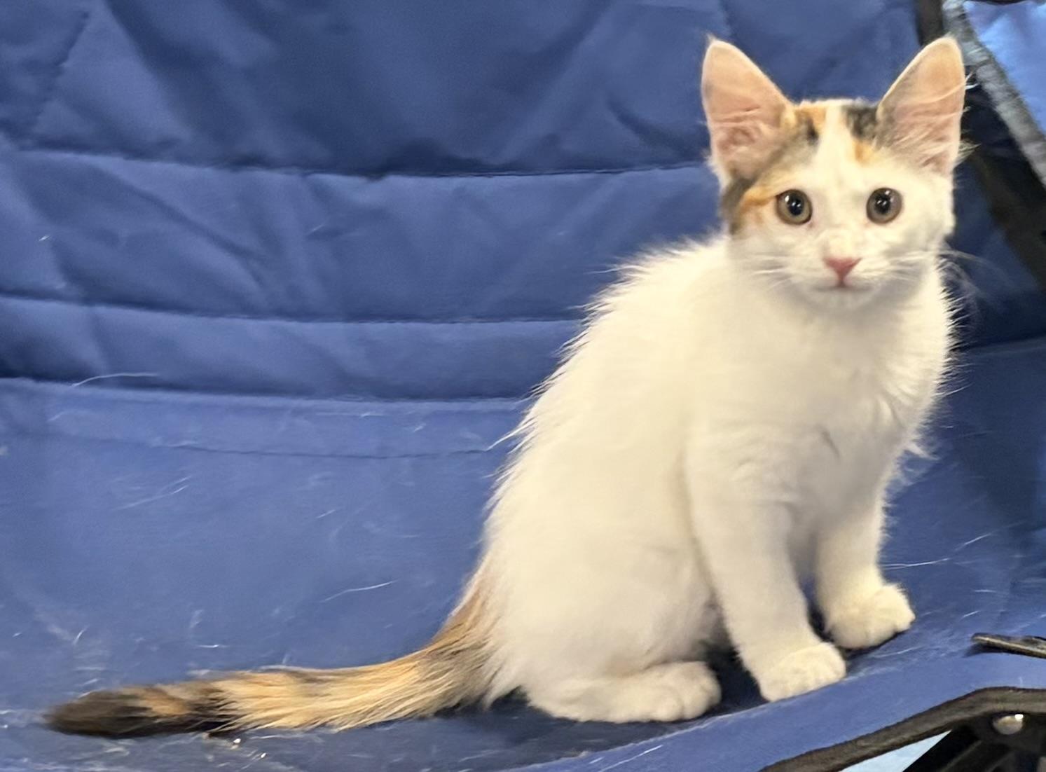 Reese, a ADOPTABLE Calico in Melbourne, AR image 2/5