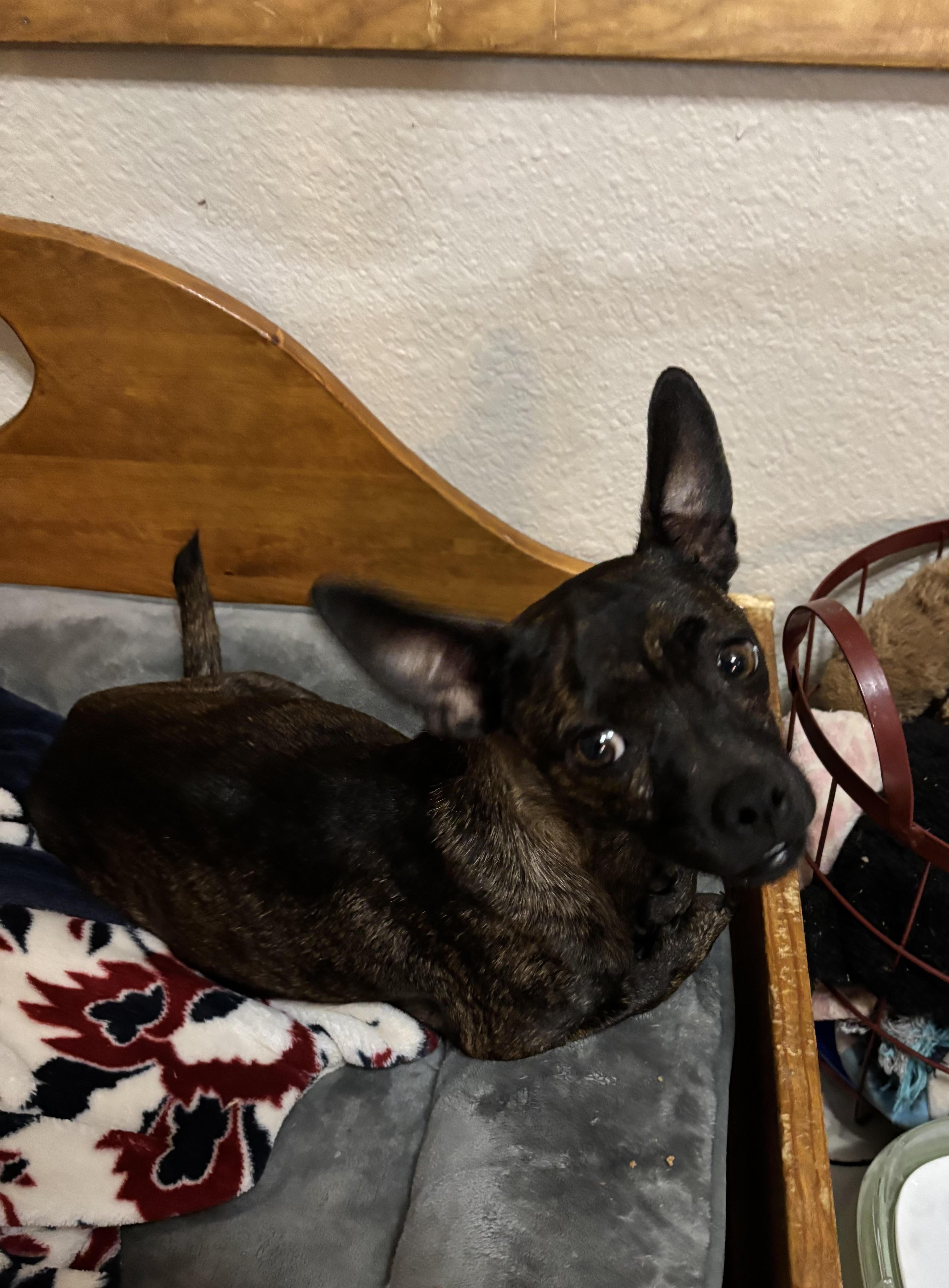 Miss P, ADOPTABLE, Adult Female Chihuahua.