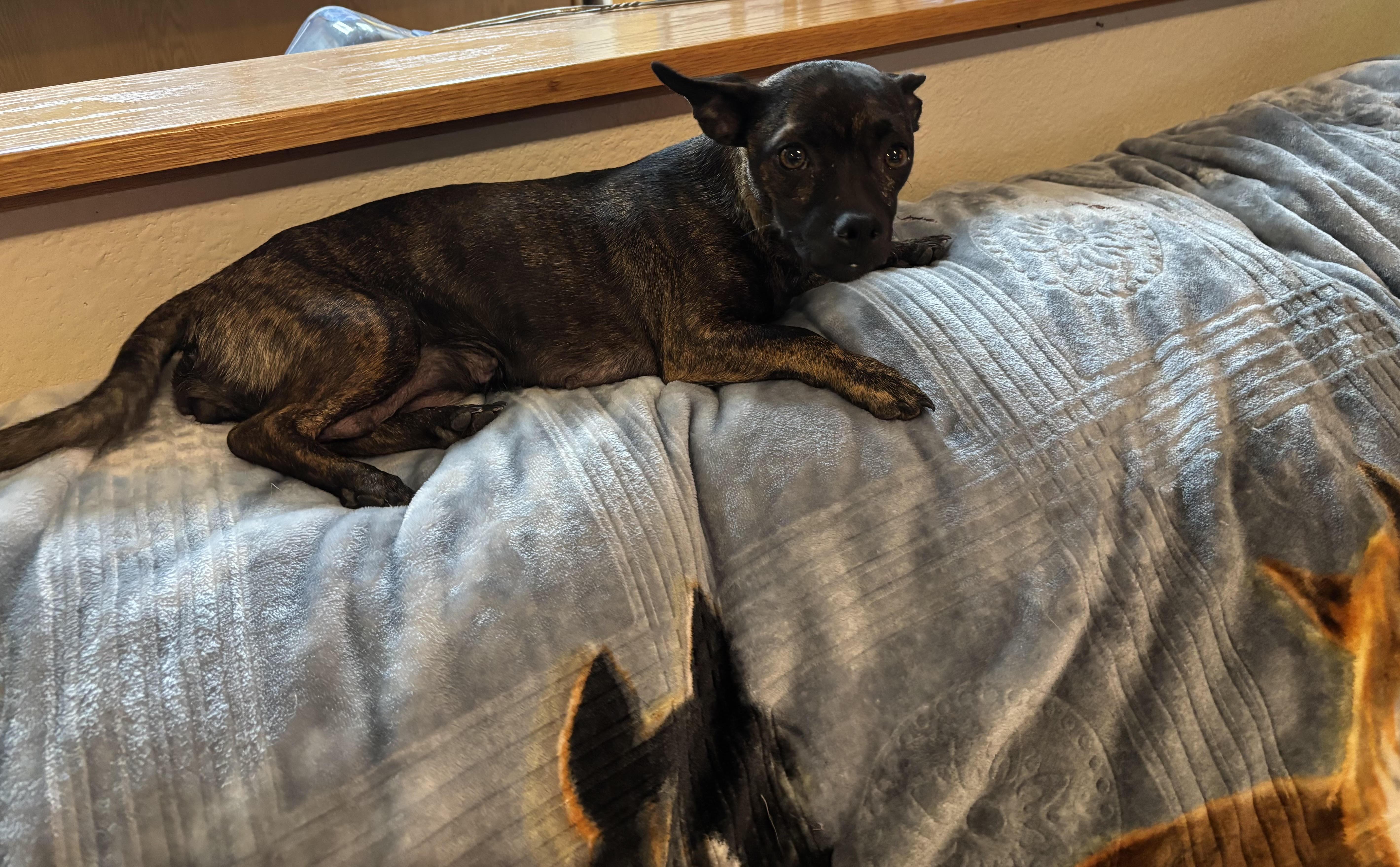 Enlarge Miss P, a ADOPTABLE mixed breed in Huachuca City, AZ image 2/3