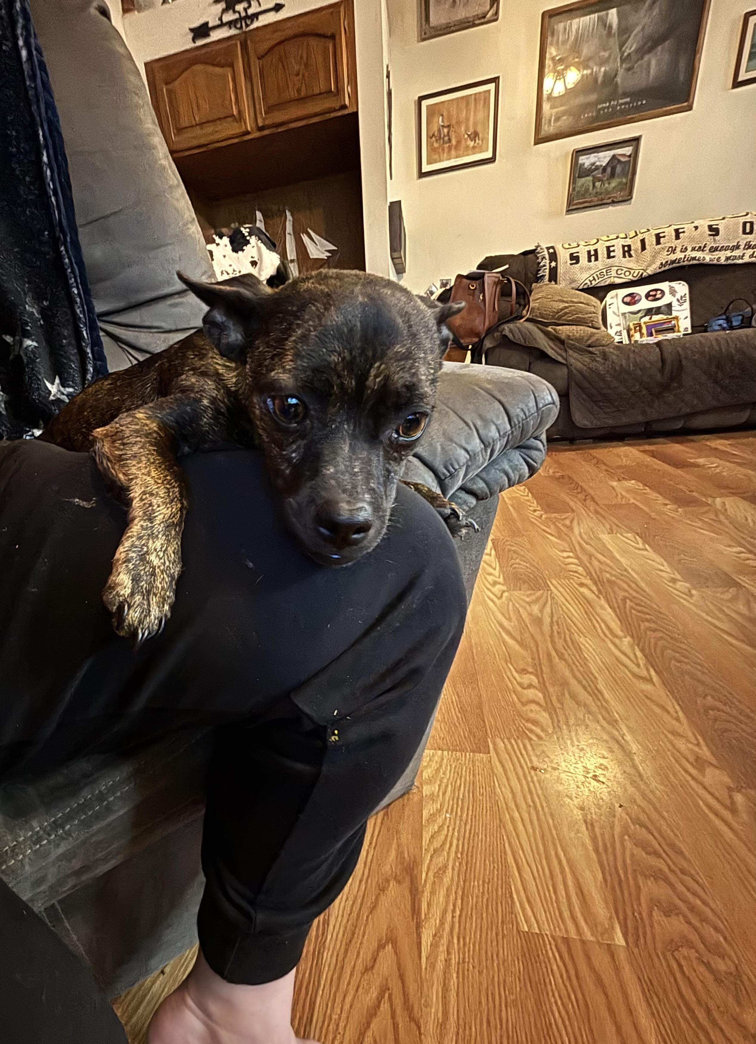 Enlarge Miss P, a ADOPTABLE mixed breed in Huachuca City, AZ image 3/3