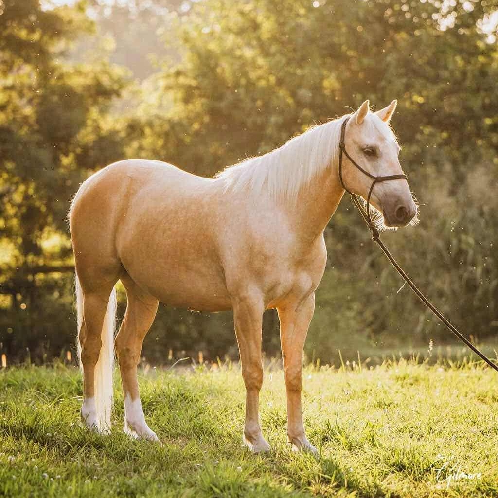 WELLINGTON - Adoptable in 2026, Adoptable, Young Male Quarterhorse & Draft.