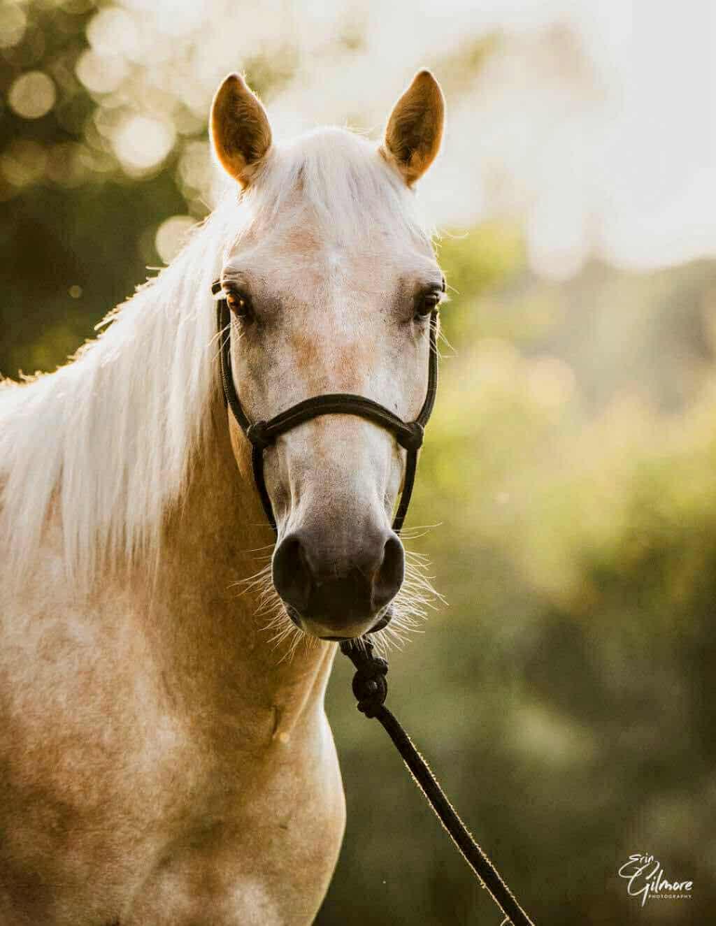 Enlarge WELLINGTON - Adoptable in 2026, a Adoptable mixed breed in Huntington, WV image 4/5