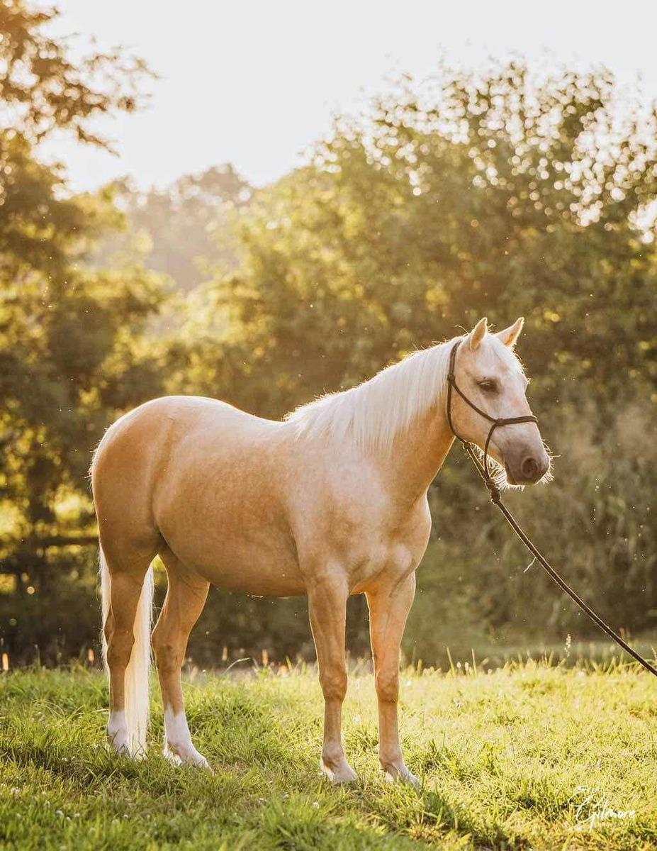 Enlarge WELLINGTON - Adoptable in 2026, a Adoptable mixed breed in Huntington, WV image 2/5