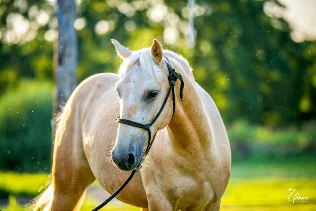 Enlarge WELLINGTON - Adoptable in 2026, a Adoptable mixed breed in Huntington, WV image 3/5