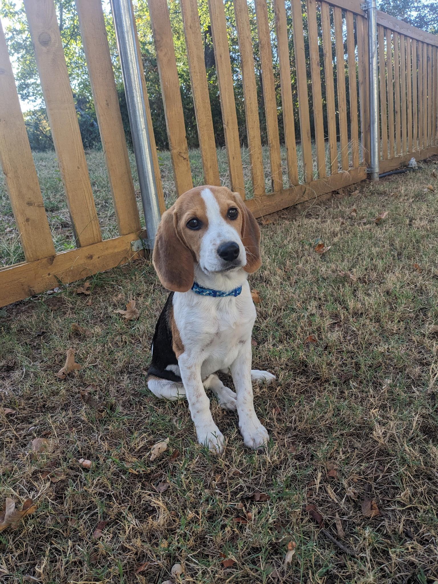 Rosalina, a Adoptable mixed breed image 3/6