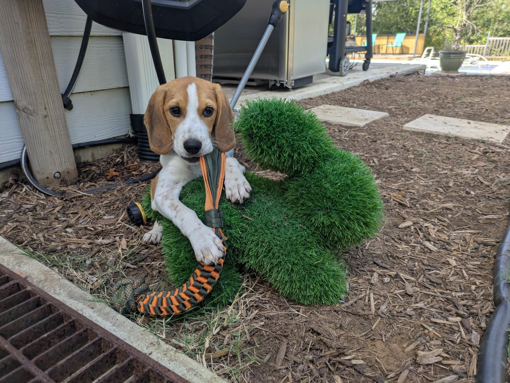 Rosalina, a Adoptable mixed breed image 4/6