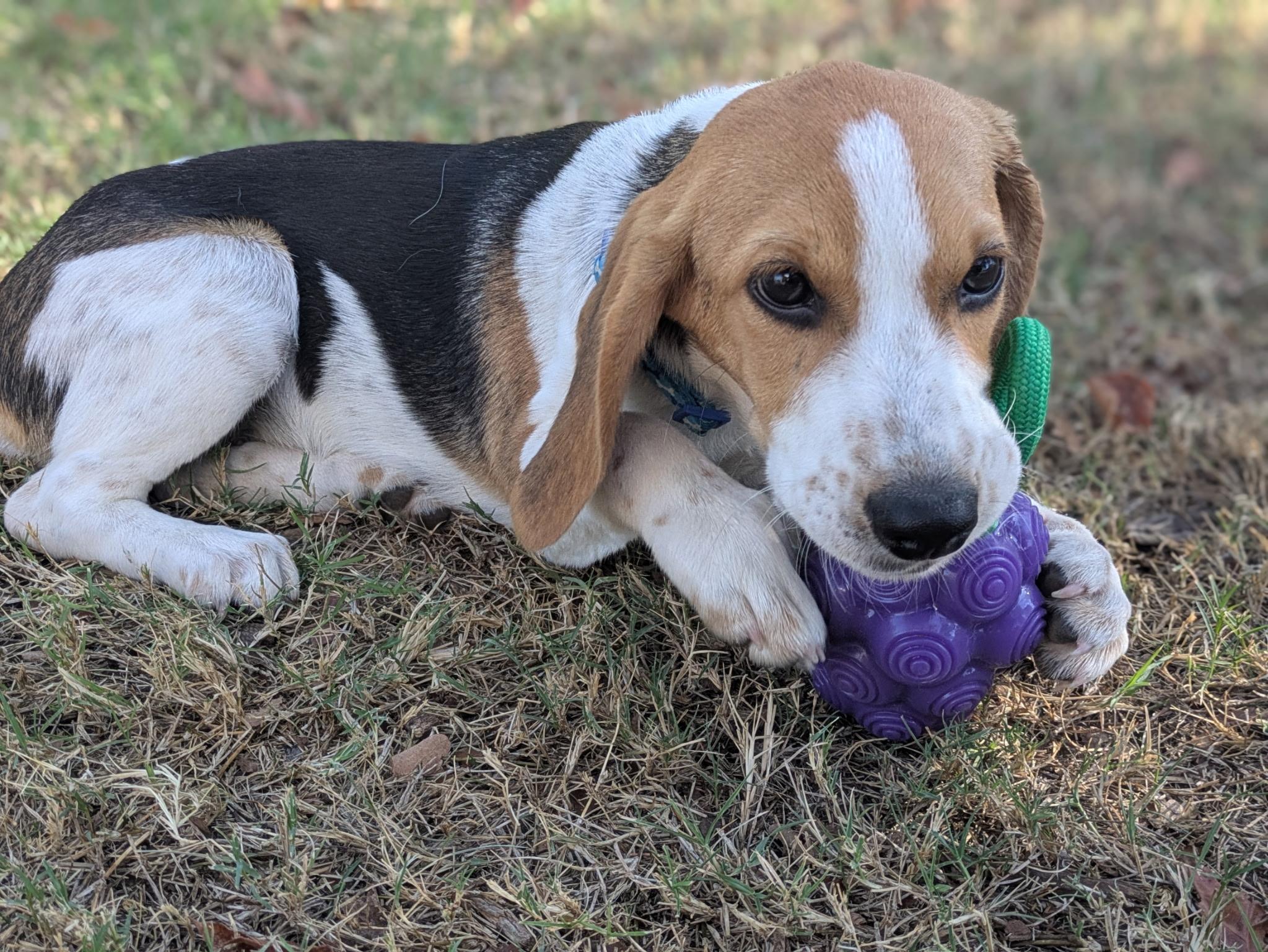 Rosalina, a Adoptable mixed breed image 5/6