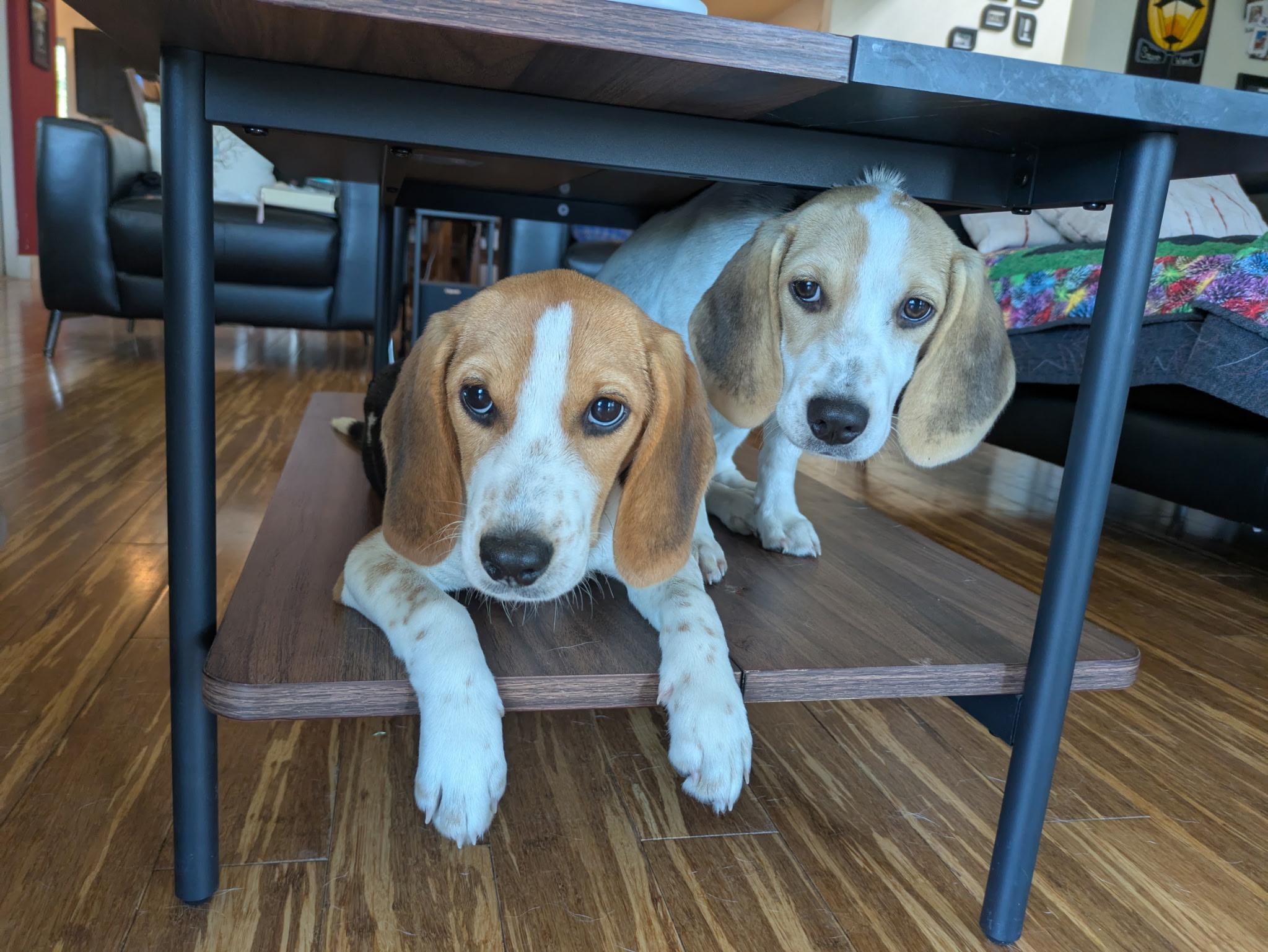 Rosalina, a Adoptable mixed breed image 6/6