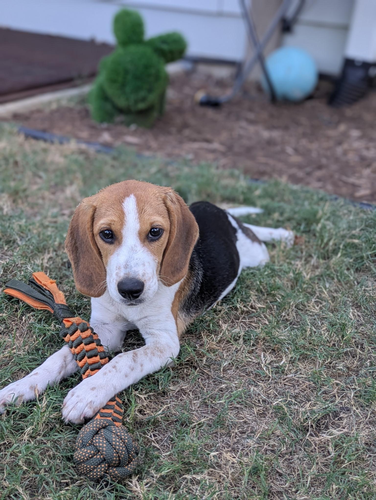 Rosalina, a Adoptable mixed breed image 2/6