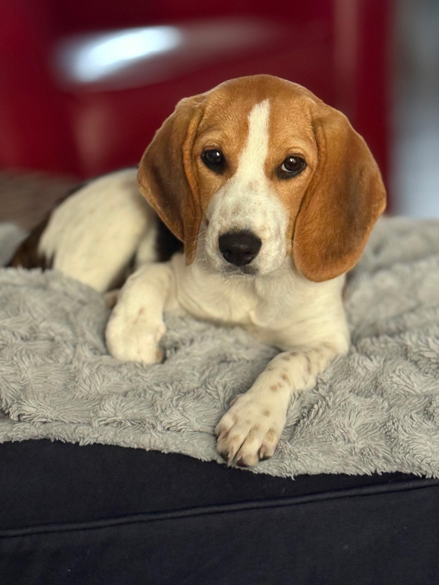 Rosalina, Adoptable, Puppy Female Beagle & Foxhound.