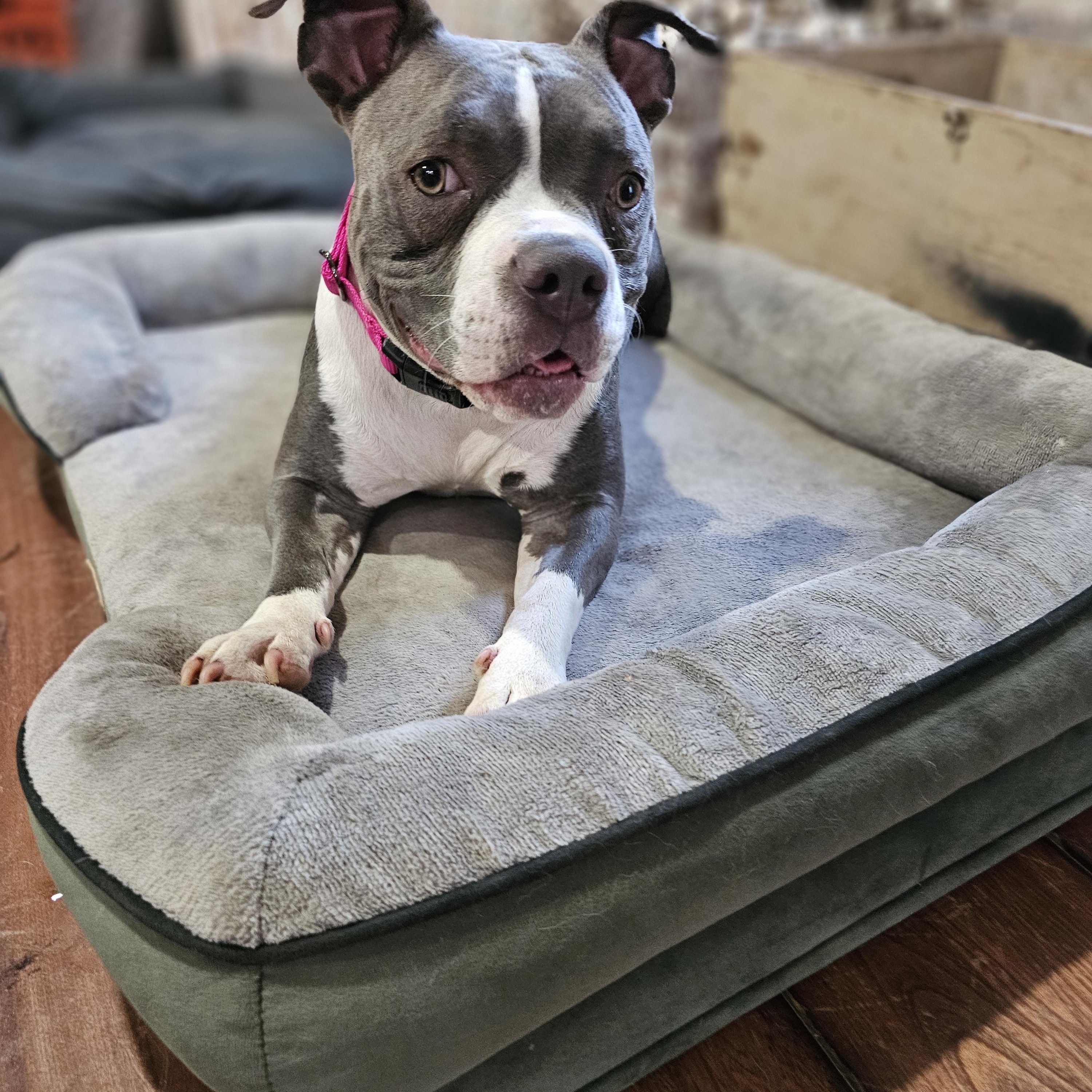 Dallys so il, Adoptable, Young Female Pit Bull Terrier & Boston Terrier.