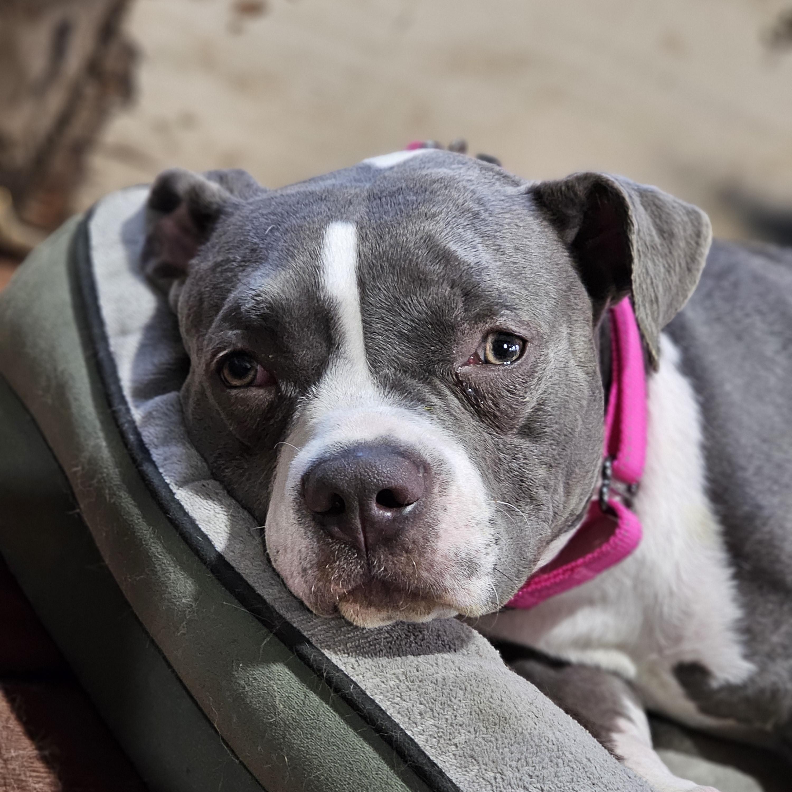 Enlarge Dallys so il, a Adoptable mixed breed in MURPHYSBORO , IL image 2/6