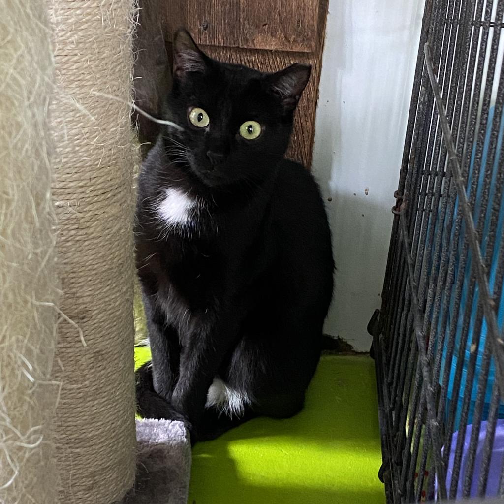 Riley, a Adoptable Domestic Short Hair in Hampton Bays, NY image 1/4