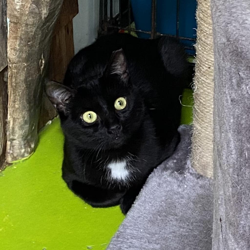 Riley, a Adoptable Domestic Short Hair in Hampton Bays, NY image 2/4