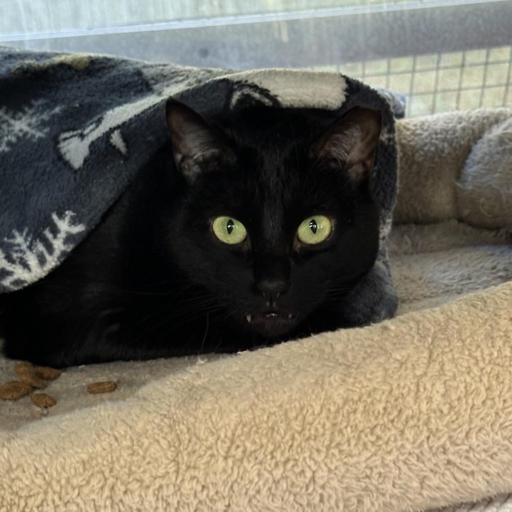 Riley, a Adoptable Domestic Short Hair in Hampton Bays, NY image 3/4