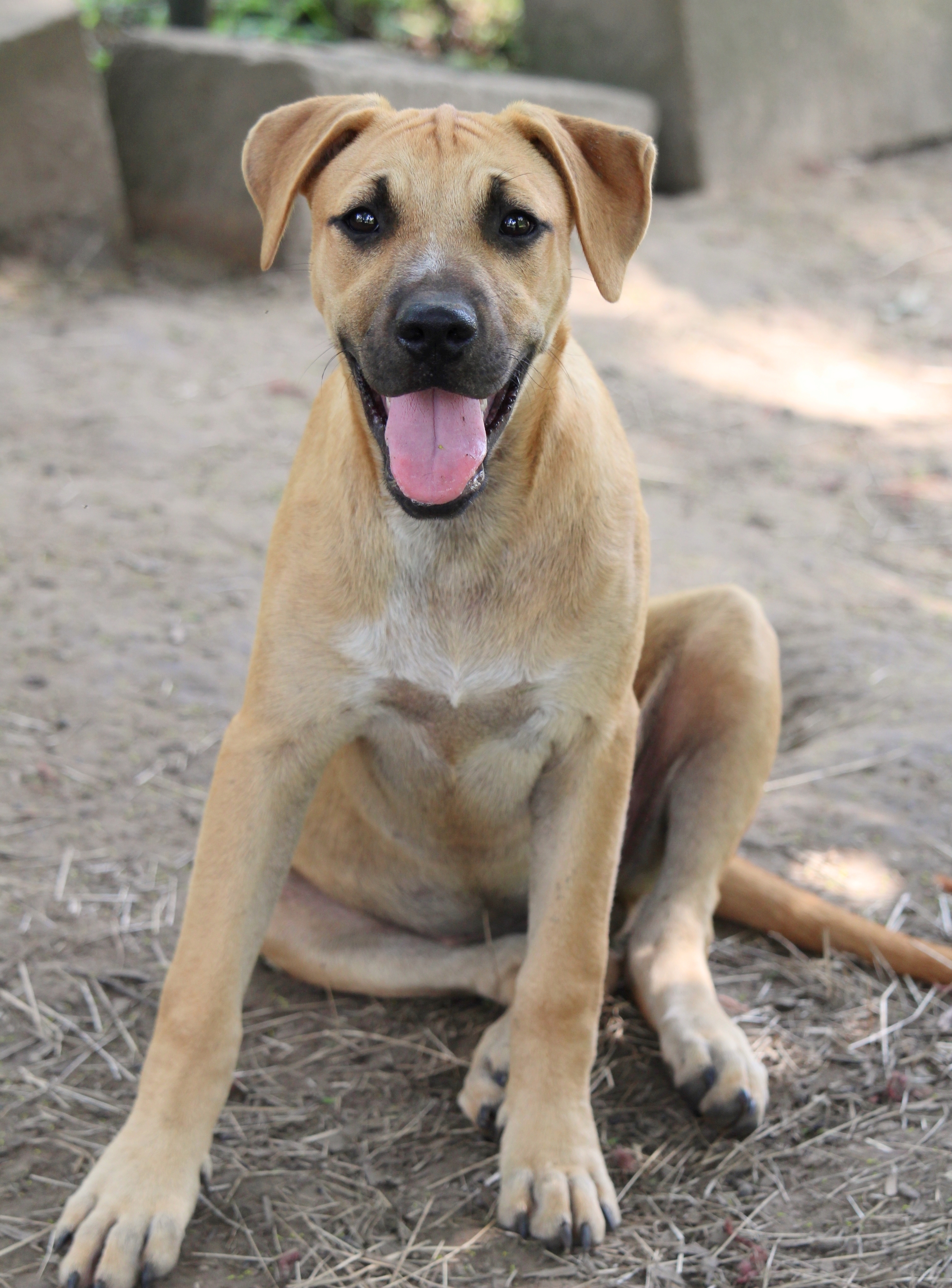 Cur Mix Puppy Big Mouth Cur Dog Black Mouth Cur Lab Mix Black