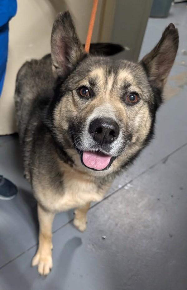 26-05-1396b Nathan, Adoptable, Adult Male Shepherd.