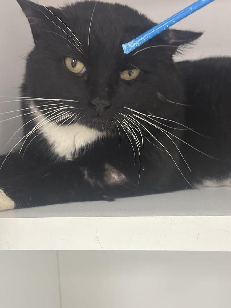 Enlarge Walt Whiskers, a Adoptable Domestic Medium Hair in Plymouth, MN image 1/3