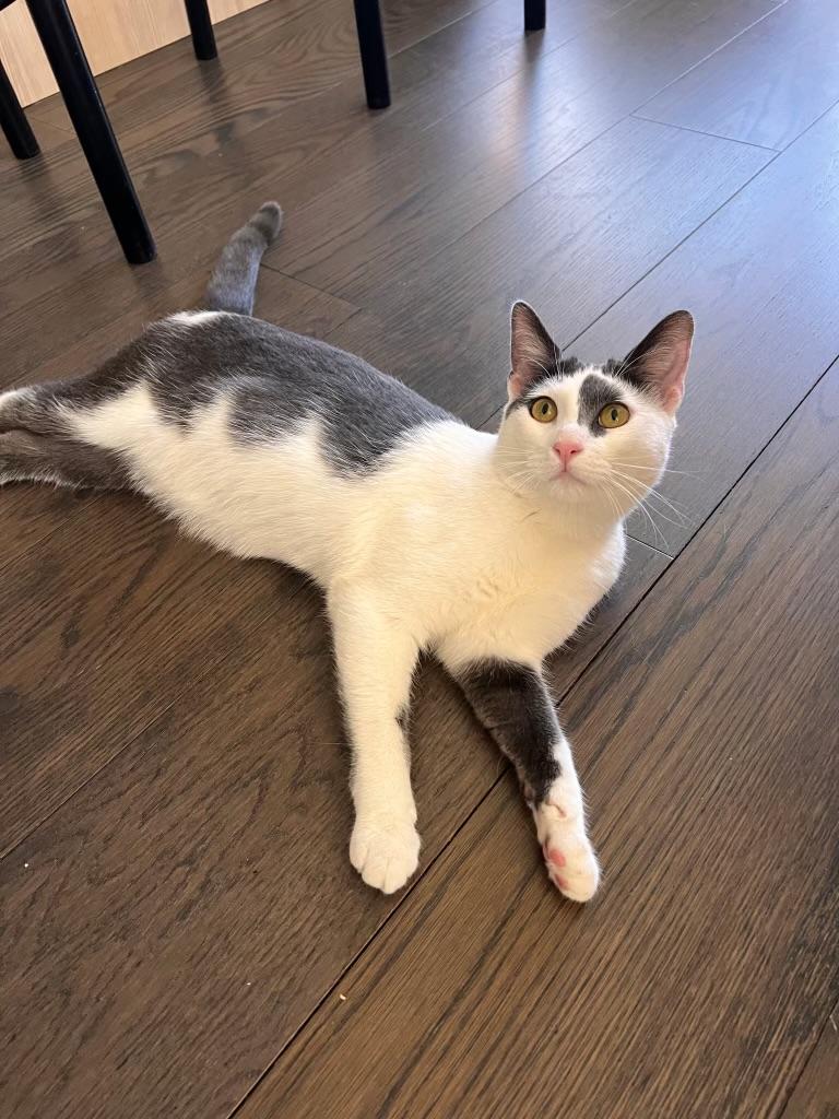 Enlarge Curious George , an adopted Domestic Short Hair in Pacific Palisades, CA image 4/6