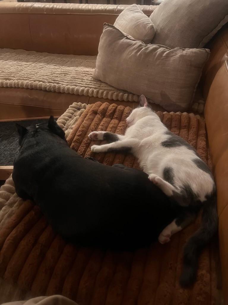 Enlarge Curious George , an adopted Domestic Short Hair in Pacific Palisades, CA image 3/6