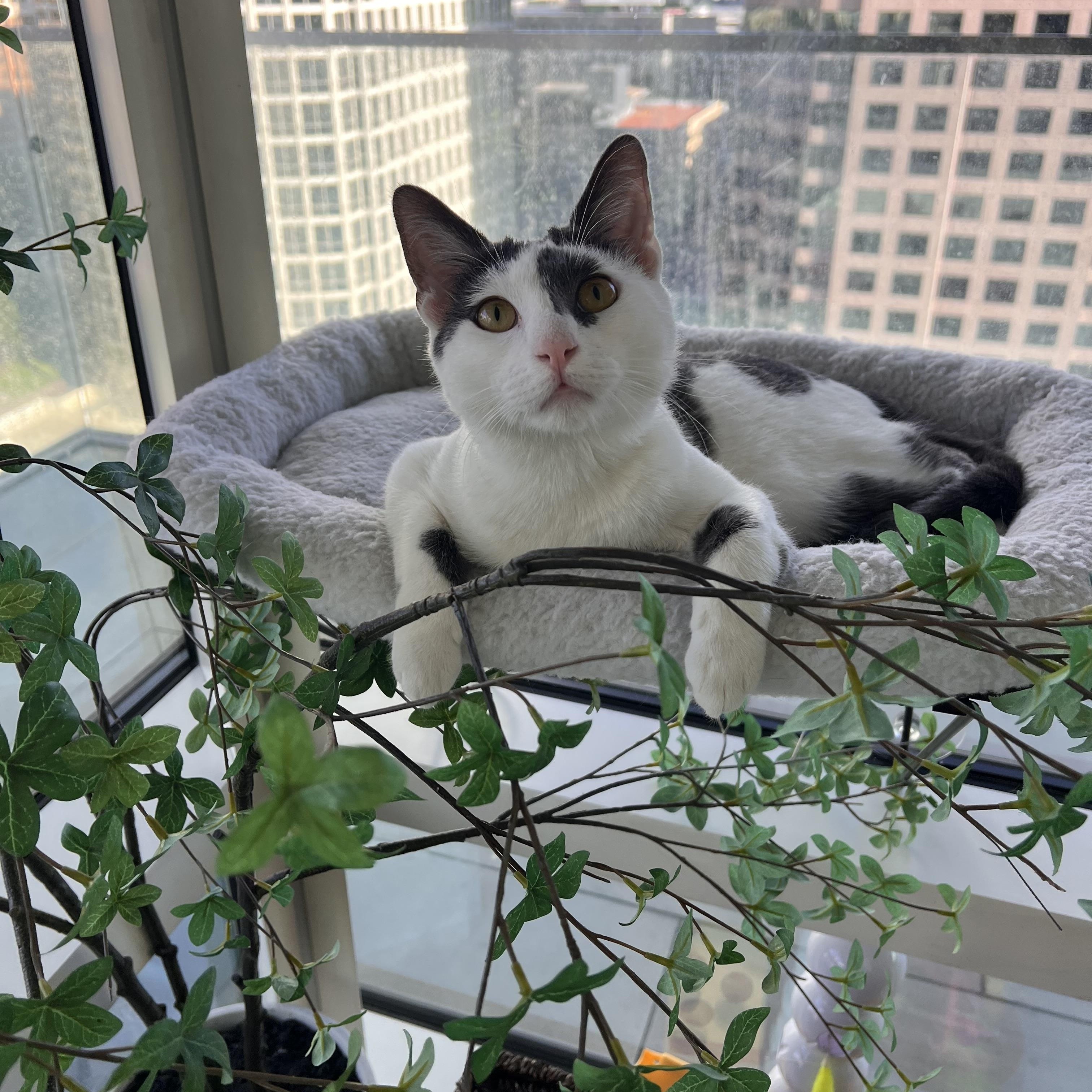 Curious George , adopted, Adult Male Domestic Short Hair.