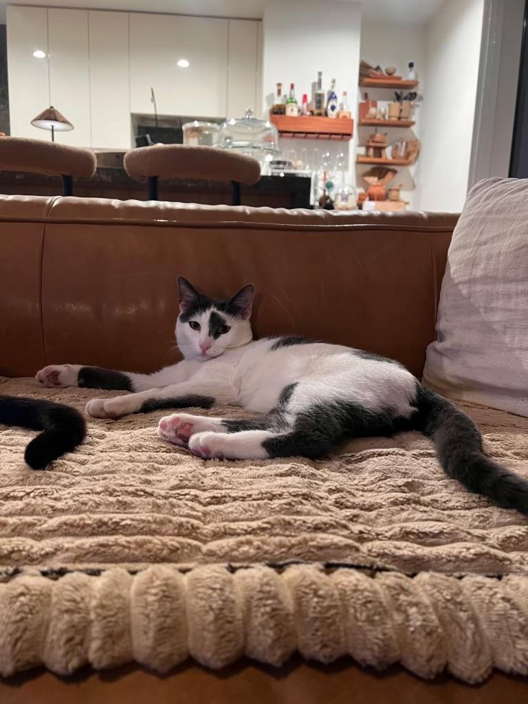 Enlarge Curious George , an adopted Domestic Short Hair in Pacific Palisades, CA image 6/6