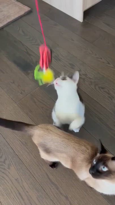 Enlarge Curious George , an adopted Domestic Short Hair in Pacific Palisades, CA video 5/6