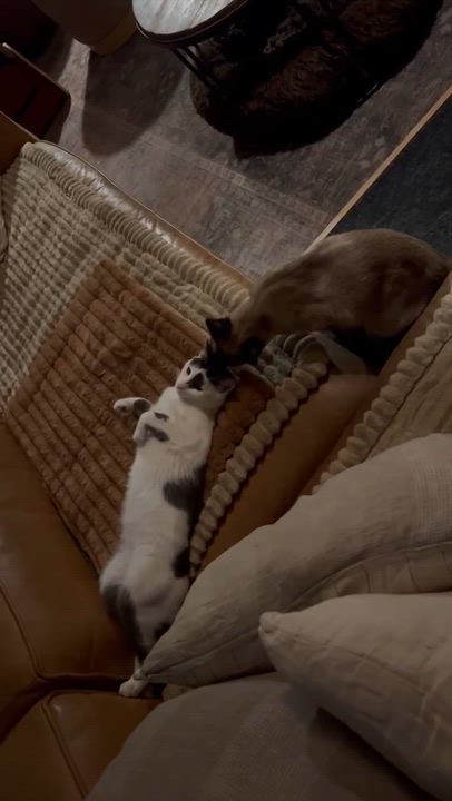 Enlarge Curious George , an adopted Domestic Short Hair in Pacific Palisades, CA video 2/6