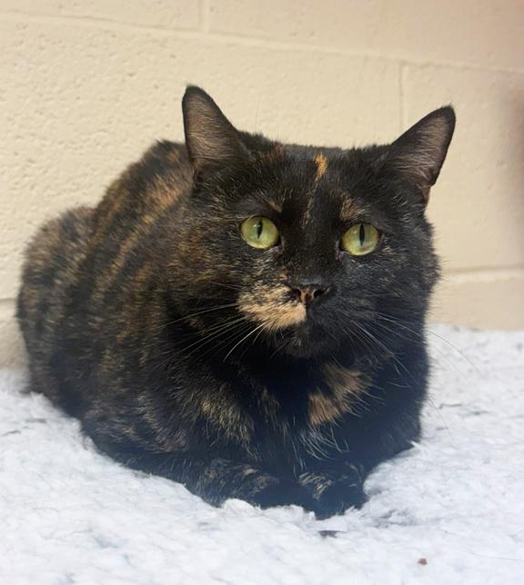 Enlarge Hazel, a ADOPTABLE Domestic Short Hair in Schaumburg, IL image 3/4